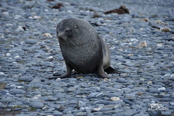Leão-marinho solitário em praia de Salisbury Plain, na Geórgia do Sul